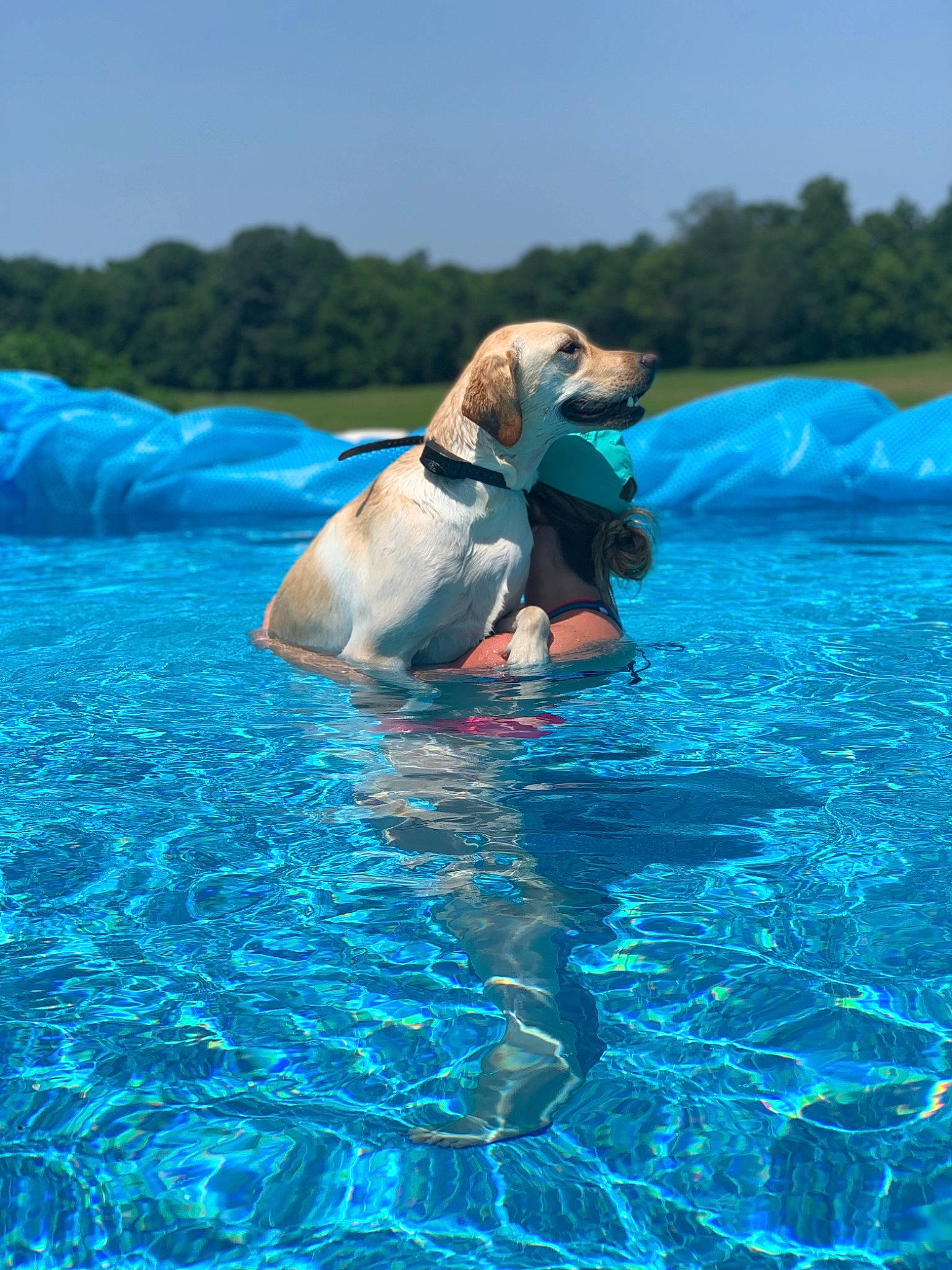 Zoey is registered to the contest to win money with this photo: canidae, carnivore, dog, dog_breed, fawn, fun, games, leisure, recreation, sporting_group, summer, swimming, vacation, water