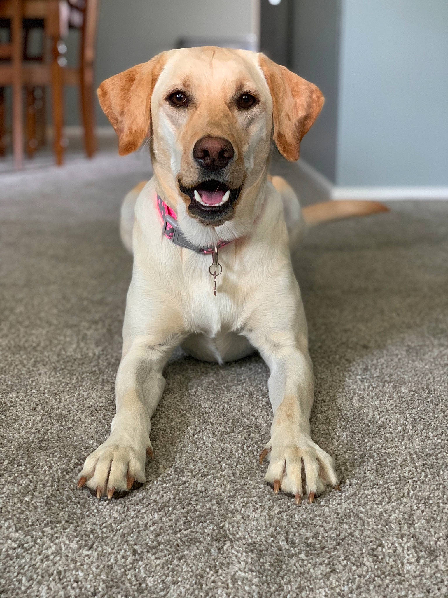 Zoey is registered to the contest to win money with this photo: beagador, canidae, carnivore, companion_dog, dog, dog_breed, fawn, golden_retriever, labrador_retriever, mammal, puppy, retriever, snout, sporting_group, tail, vertebrate, whiskers