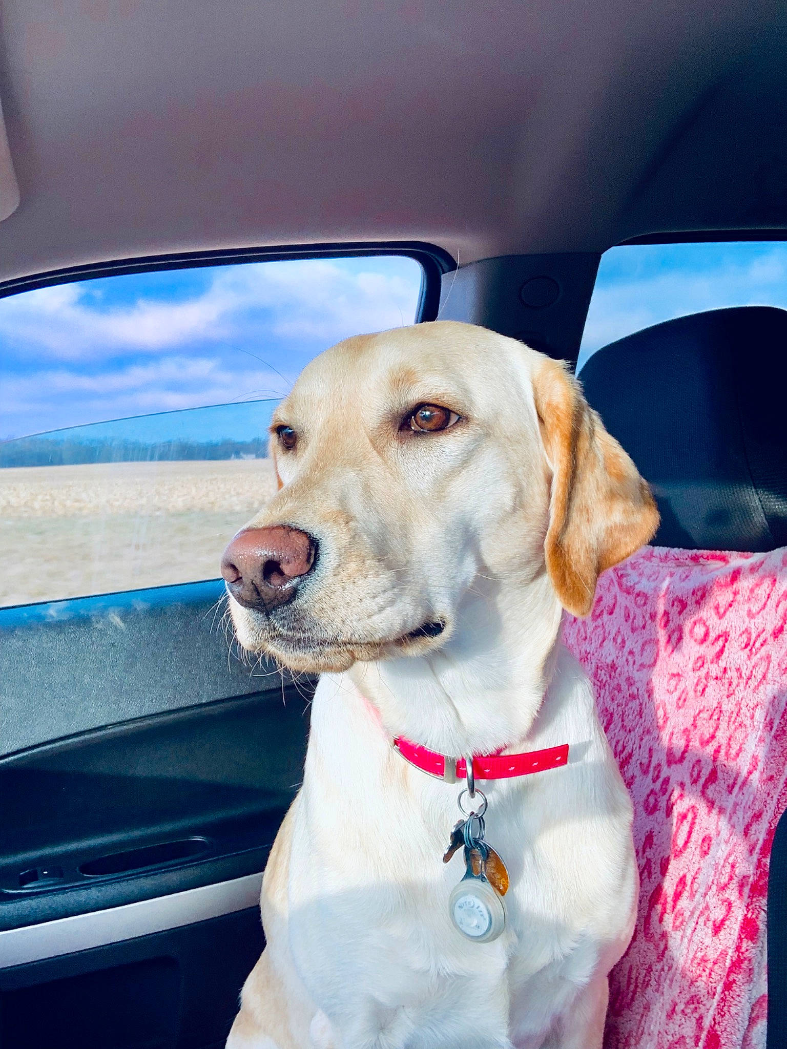 Zoey joined the competition — help win amazing prizes! canidae, car, carnivore, companion_dog, dog, dog_breed, fawn, golden_retriever, hunting_dog, labrador_retriever, mammal, rare_breed_dog, retriever, snout, sporting_group, vehicle, vertebrate