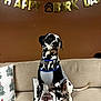 dalmatian, dog, pet, birthday, celebration, banner, paw_print, shirt, couch, pillows, indoor, brown_wall, decor, festive, seated, looking_away, black_and_white, spots, animal, canine