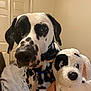 Patch joined the competition — help win amazing prizes! dalmatian, dog, plush_toy, black_and_white, indoor, bedroom, blanket, hand, curious, pet, animal, toy, closeup, portrait, spots, cute, companion, soft_toy, furniture, collar