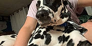 Patch joined the competition — help win amazing prizes! dog, dalmatian, pet, black_and_white, spots, indoor, person, arm, collar, relaxed, close_up, fur, canine, animal, companion, curtains, furniture, resting, portrait, domestic