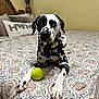 Patch joined the competition — help win amazing prizes! dalmatian, dog, tennis_ball, bed, bedspread, pillow, home, indoor, pet, animal, black_and_white, pattern, fur, canine, resting, looking, collar, toy, cute, domestic