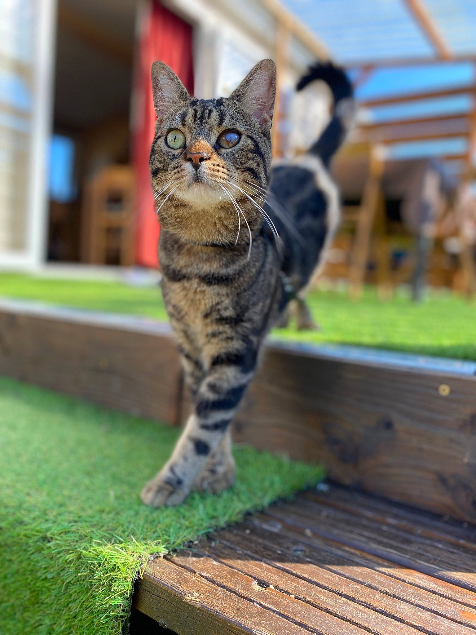 Sparrow participe au concours pour gagner de l'argent avec cette photo : carnivore, cat, domestic_short_haired_cat, felidae, fur, grass, hardwood, lumber, outdoor_furniture, plant, sitting, small_to_medium_sized_cats, snout, tail, terrestrial_animal, tree, whiskers, wildlife, wood, wood_stain
