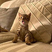 Bloomy a rejoint le concours — aidez-le/la à gagner de superbes lots ! animal, beige, cat, couch, cozy, cushion, cute, fur, furniture, indoor, kitten, mouth_open, pet, playful, relaxed, small, striped, tabby, whiskers, young
