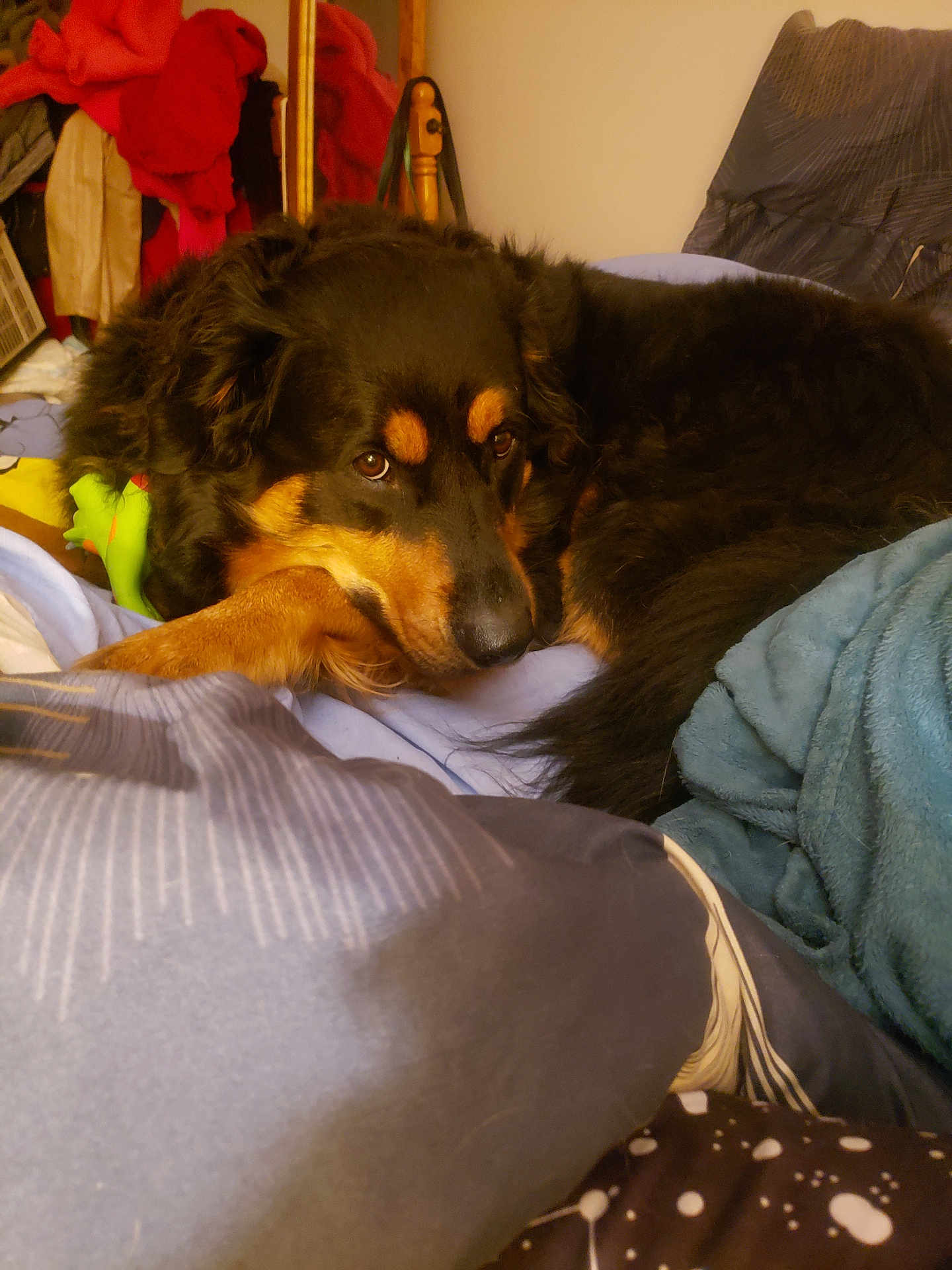 R'Mione participe au concours pour gagner de l'argent avec cette photo : dog, pet, black_and_tan, bed, blanket, pillow, indoor, cozy, resting, sleepy, close_up, muzzle, eyes, paw, fur, toy, bedroom, comfort, relaxed, portrait