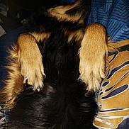 R'Mione participe au concours pour gagner de l'argent avec cette photo : dog, sleeping_dog, paws_up, paws, black_fur, tan_fur, fluffy, belly, bed, blanket, bedding, cozy, indoor, pet, pet_portrait, close_up, sleeping, relaxed, nose, claws