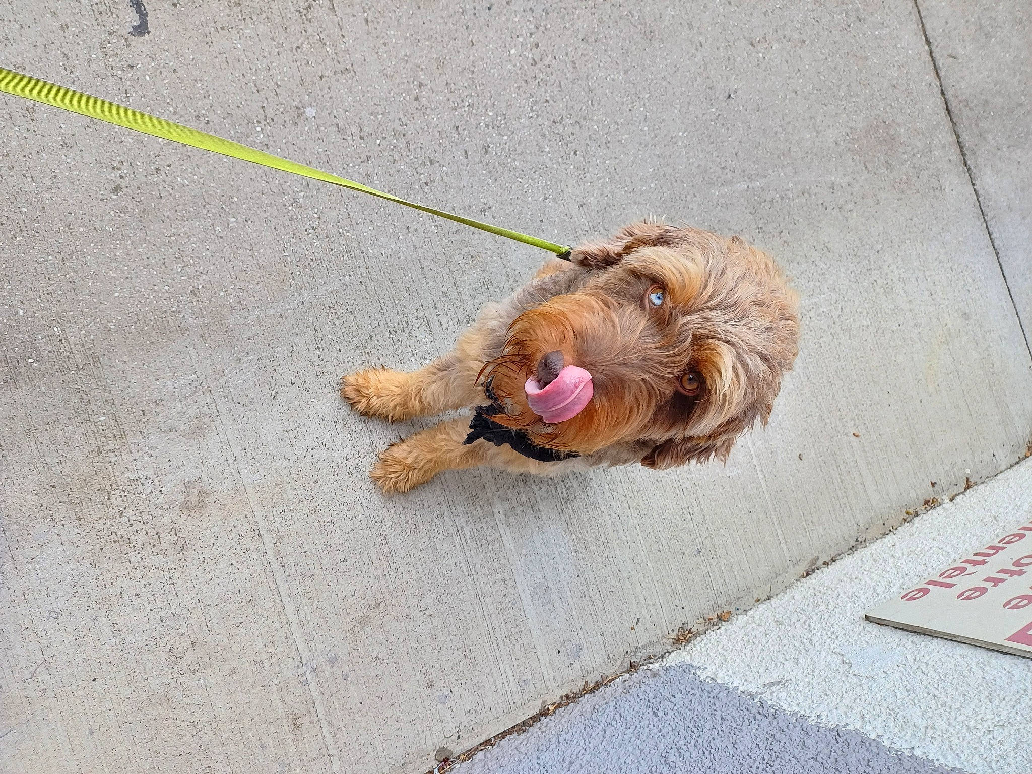 Simba a rejoint le concours — aidez-le/la à gagner de superbes lots ! asphalt, canidae, carnivore, companion_dog, concrete, dog, dog_breed, fast_food, fawn, flooring, foot, fur, leash, liver, paw, road_surface, sidewalk, snout, sporting_group, working_animal