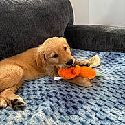 Luna joined the competition — help win amazing prizes! animal, blanket, bone, carrot_toy, companion, couch, cozy, cute, dog, domestic, fur, golden_retriever, indoor, pet, playful, plush_toy, puppy, resting, soft_texture, young