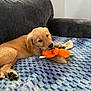 animal, blanket, bone, carrot_toy, companion, couch, cozy, cute, dog, domestic, fur, golden_retriever, indoor, pet, playful, plush_toy, puppy, resting, soft_texture, young