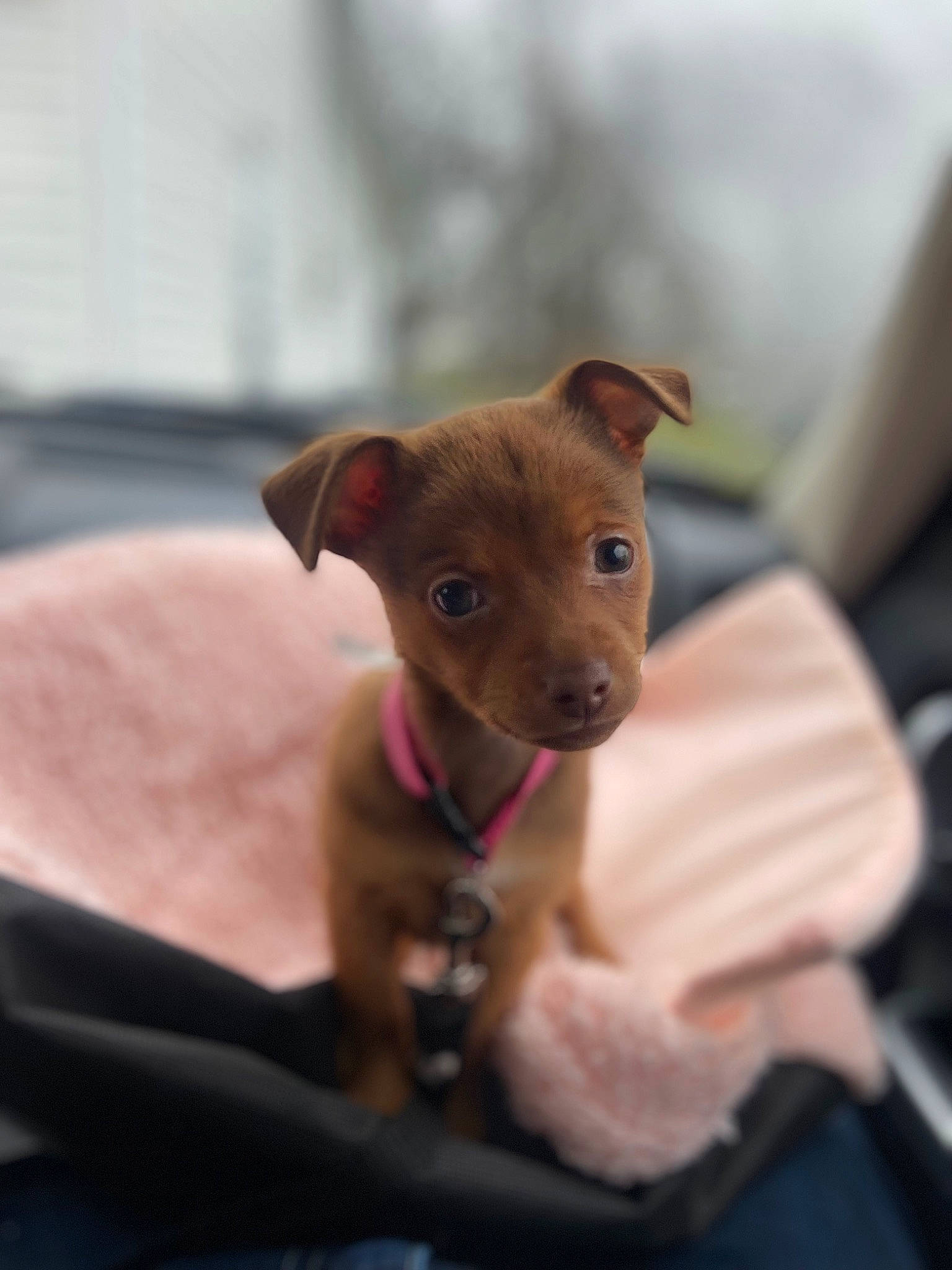 Little Bit is registered to the contest to win money with this photo: canidae, carnivore, chihuahua, collar, companion_dog, dog, dog_breed, drinkware, ear, fawn, pet_supply, snout, sporting_group, terrestrial_animal, toy_dog, whiskers, working_animal