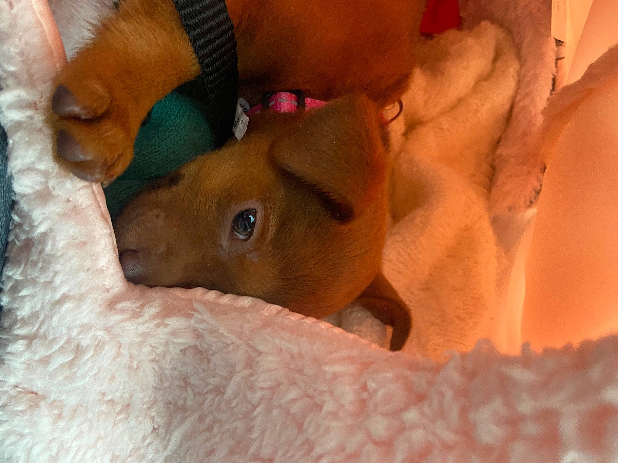 Little Bit joined the competition — help win amazing prizes! canidae, carnivore, chest, comfort, companion_dog, dog, dog_breed, ear, fawn, flesh, fur, liver, non_sporting_group, snout, sporting_group, terrestrial_animal, whiskers, working_animal