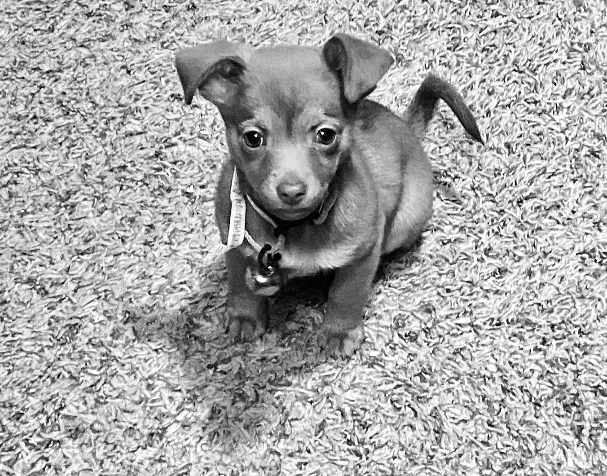 Little Bit joined the competition — help win amazing prizes! carnivore, companion_dog, corgi_chihuahua, dog, dog_breed, fawn, fur, grass, grey, monochrome, monochrome_photography, plant, snout, soil, sporting_group, street_dog, terrestrial_animal, toy_dog, whiskers, working_animal