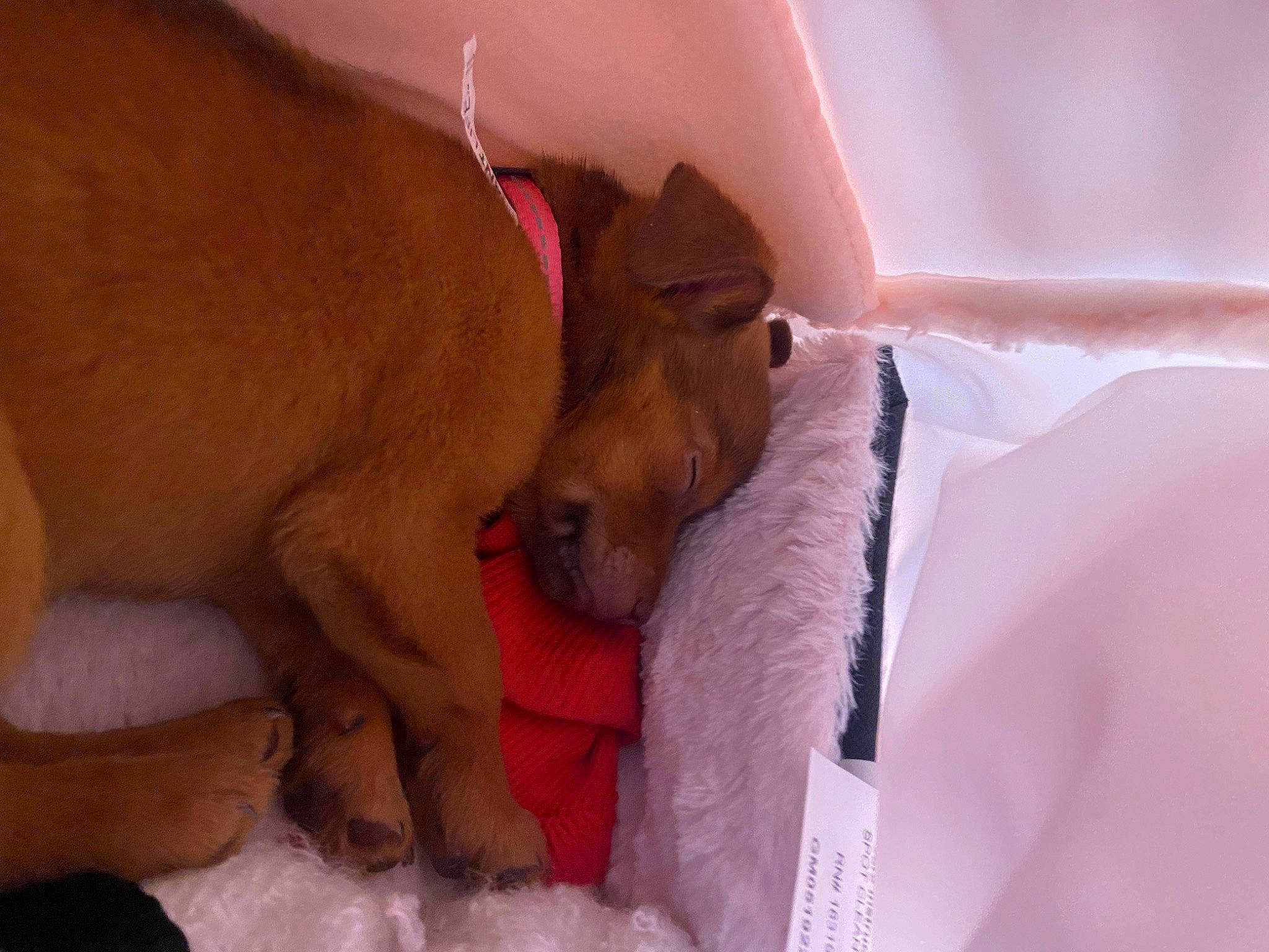 Little Bit joined the competition — help win amazing prizes! canidae, carnivore, comfort, companion_dog, dog, dog_breed, dog_supply, fawn, linens, magenta, non_sporting_group, paw, pet_supply, puppy, sporting_group, toy_dog, working_animal