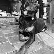 Rina a rejoint le concours — aidez-le/la à gagner de superbes lots ! animal, black_and_white, calm, canine, collar, dog, domestic, fireplace, floor, fur, home, house, indoor, looking_away, muzzle, paw, pet, quiet, resting, tile