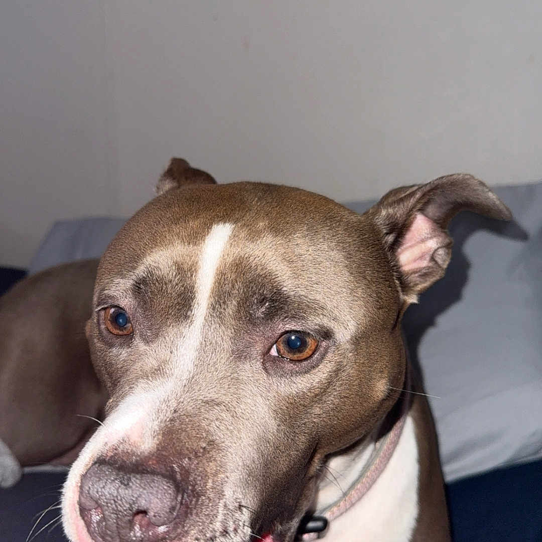 Milly Lawrence joined the competition — help win amazing prizes! animal, bed, blanket, brown_coat, canine, close_up, collar, dog, ears, friendly, fur, indoor, looking_at_camera, mouth_open, pet, pillow, smiling, teeth, whiskers, white_coat