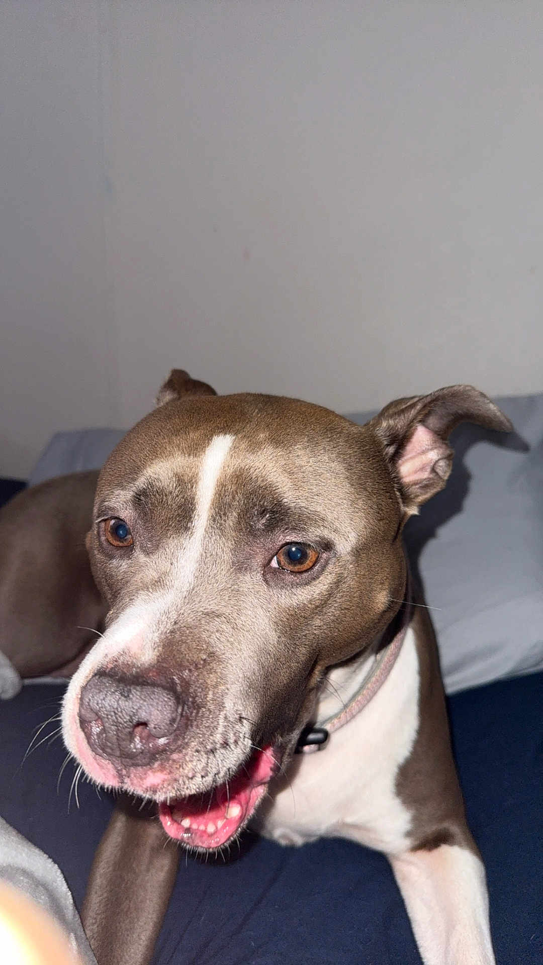 Milly Lawrence joined the competition — help win amazing prizes! dog, pet, brown_coat, white_coat, close_up, smiling, animal, canine, bed, pillow, blanket, indoor, looking_at_camera, ears, fur, collar, mouth_open, teeth, whiskers, friendly