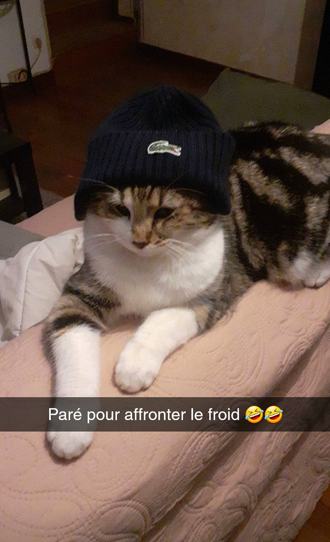 Spooky a rejoint le concours — aidez-le/la à gagner de superbes lots ! carnivore, cat, comfort, domestic_short_haired_cat, felidae, font, fur, hardwood, hat, paw, pet_supply, photo_caption, publication, small_to_medium_sized_cats, whiskers, window, wood