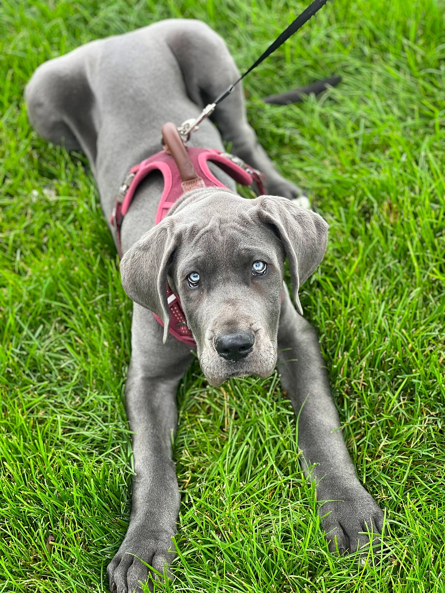 Mouse is registered to the contest to win money with this photo: carnivore, collar, companion_dog, dog, dog_breed, dog_collar, dog_supply, grass, grassland, groundcover, guard_dog, leash, plant, sporting_group, tail, terrestrial_animal, whiskers, working_animal, working_dog