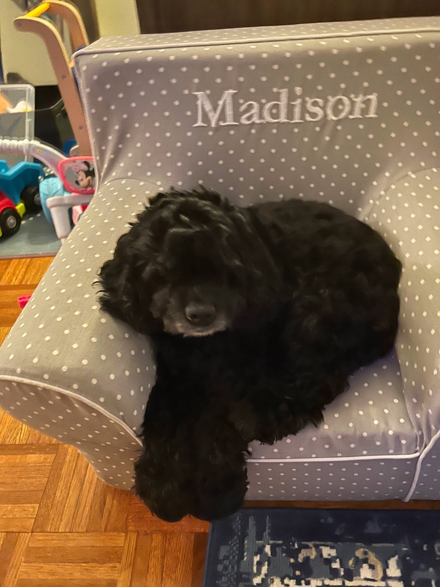 Cutie is registered to the contest to win money with this photo: animal, architecture, blackboard, building, canine, chair, cockerspaniel, couch, cushion, dog, furniture, homedecor, indoors, machine, person, pet, poodle, puppy, terrier, wheel