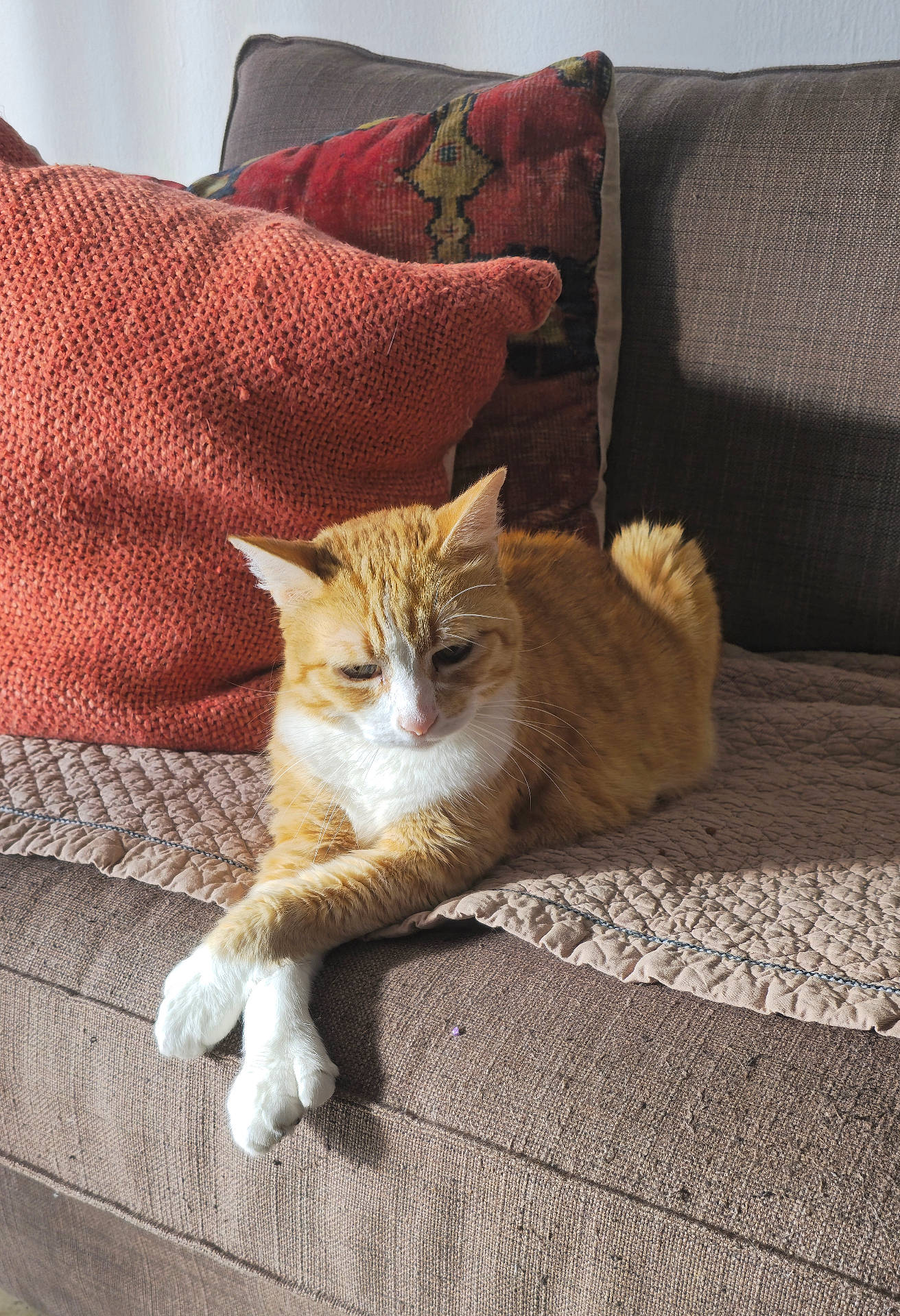 Mika is registered to the contest to win money with this photo: abyssinian, animal, architecture, armchair, building, cat, chair, couch, cushion, furniture, homedecor, indoors, interiordesign, kitten, linen, livingroom, manx, pet, pillow, room