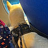 cat, feline, pet, harness, leash, cream_fur, yellow_fur, sitting, vehicle, window, blue_seat, travel, passenger, outdoor, reflection, sunlight, space_pattern, bag, curious, adventure