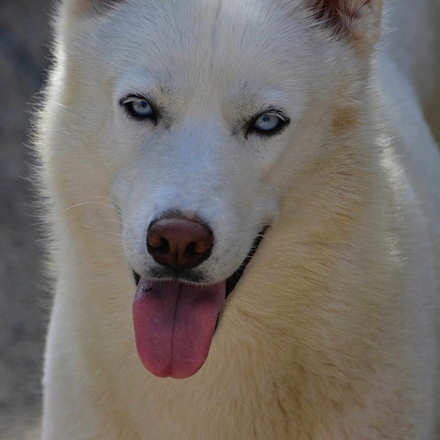 Snow a rejoint le concours — aidez-le/la à gagner de superbes lots ! dog, white_dog, fluffy, fur, blue_eyes, pink_tongue, portrait, close_up, animal, pet, canine, face, ears, nose, happy, panting, outdoor, soft_lighting, symmetrical, adorable