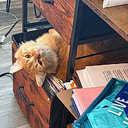 Marmalade is registered to the contest to win money with this photo: animal, cat, cozy, curious, drawer, ears, face, feline, floor, furniture, indoor, office_supplies, orange_cat, papers, peeking, pet, resting, storage, whiskers, wooden_drawer