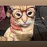 animal, cat, close_up, cozy, curious, cute, domestic_cat, eyewear, feline, fur, glasses, hand, holding, indoor, mammal, orange_tabby, pet, portrait, soft_light, whiskers