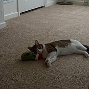 Miso joined the competition — help win amazing prizes! cat, tabby_cat, pet, indoor, carpet, plush_toy, mushroom_scratcher, door, baseboard, paws, lying_down, relaxed, white_belly, looking_at_camera, eyes, playtime, home_interior, floor, cozy, companion