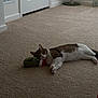 cat, tabby_cat, pet, indoor, carpet, plush_toy, mushroom_scratcher, door, baseboard, paws, lying_down, relaxed, white_belly, looking_at_camera, eyes, playtime, home_interior, floor, cozy, companion