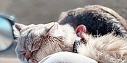 Ino participe au concours pour gagner de l'argent avec cette photo : animal, calm, car, cat, closeup, collar, companion, cozy, fur, human, indoor, person, pet, relaxed, resting, shoulder, sleeping, soft_light, sunlight, window