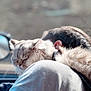 animal, calm, car, cat, closeup, collar, companion, cozy, fur, human, indoor, person, pet, relaxed, resting, shoulder, sleeping, soft_light, sunlight, window