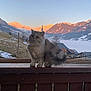Ino participe au concours pour gagner de l'argent avec cette photo : animal, cat, fence, fluffy, hill, house, landscape, leash, mountain, nature, outdoor, pet, scenic, sky, snow, sunlight, sunset, tree, valley, wooden_railing