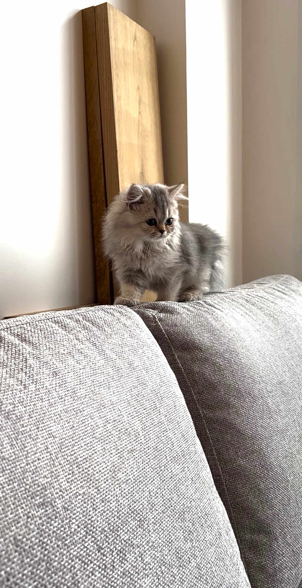 Ino a rejoint le concours — aidez-le/la à gagner de superbes lots ! animal, cat, couch, curious, cute, domestic_animal, feline, fluffy, furniture, gray_cat, home, indoor, kitten, mammal, pet, small_pet, sofa, texture, wood, young_animal