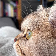 Ino a rejoint le concours — aidez-le/la à gagner de superbes lots ! animal, cat, close_up, cozy, cute, detail, domestic, feline, fluffy, focus, fur, green_eyes, indoor, looking_away, macro, pet, portrait, profile, soft_light, whiskers