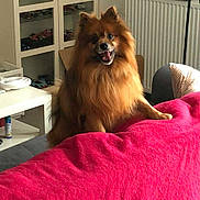 Indigo participe au concours pour gagner de l'argent avec cette photo : dog, pomeranian, fluffy, brown_fur, long_hair, open_mouth, smiling, sitting, pet, animal, portrait, indoors, home, bed, blanket, pink_blanket, furniture, toy_cars, cabinet, radiator