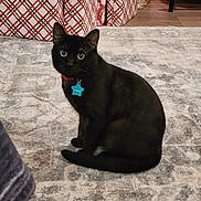 Phantom is registered to the contest to win money with this photo: black_cat, cat, pet, animal, indoor, rug, floor, gift_wrapping, presents, holiday, curious, sitting, feline, collar, tag, domestic_cat, cute, eyes, fur, home