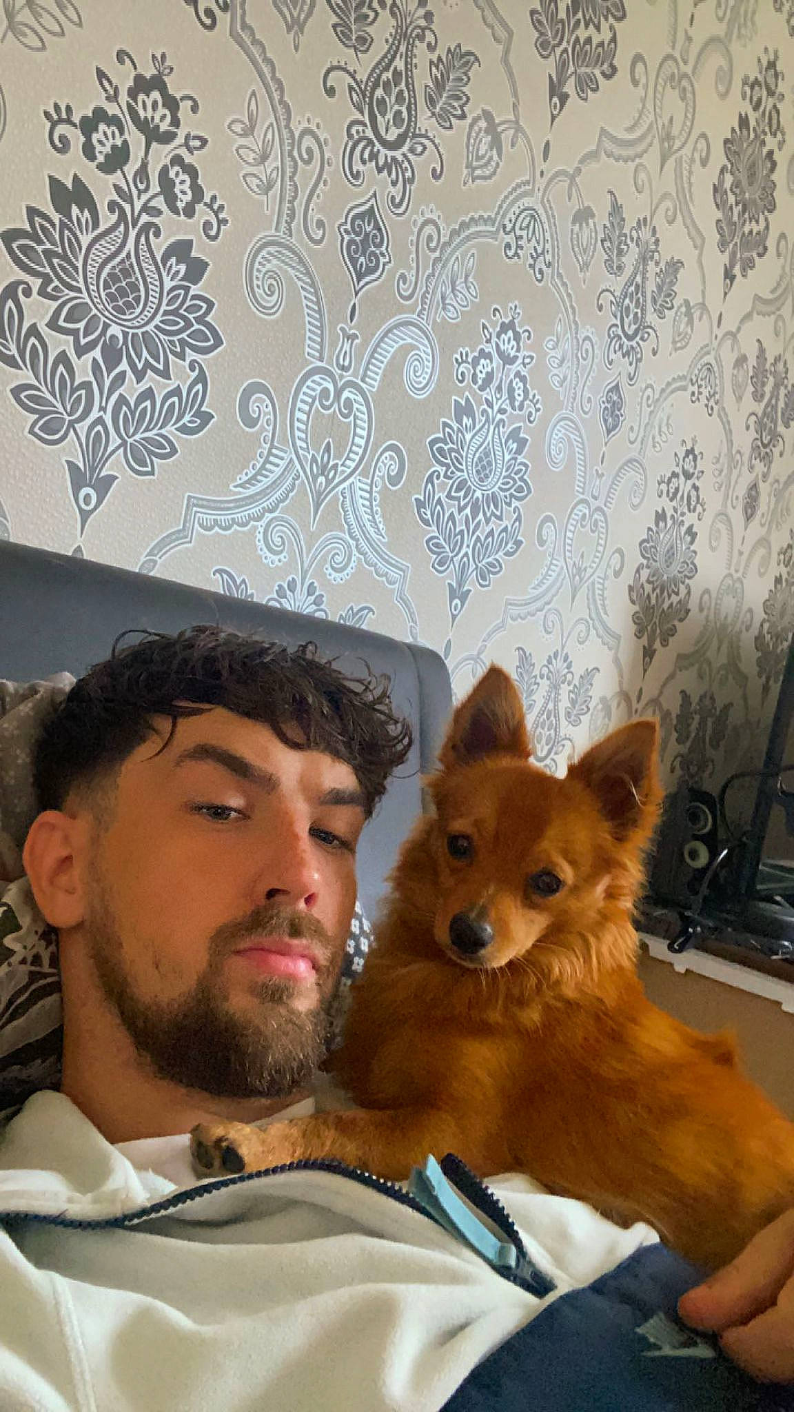 Keanu is registered to the contest to win money with this photo: beard, carnivore, comfort, companion_dog, dog, dog_breed, eyewear, facial_hair, fawn, fur, moustache, pattern, room, selfie, snout, spitz, toy_dog, tree, whiskers, working_animal