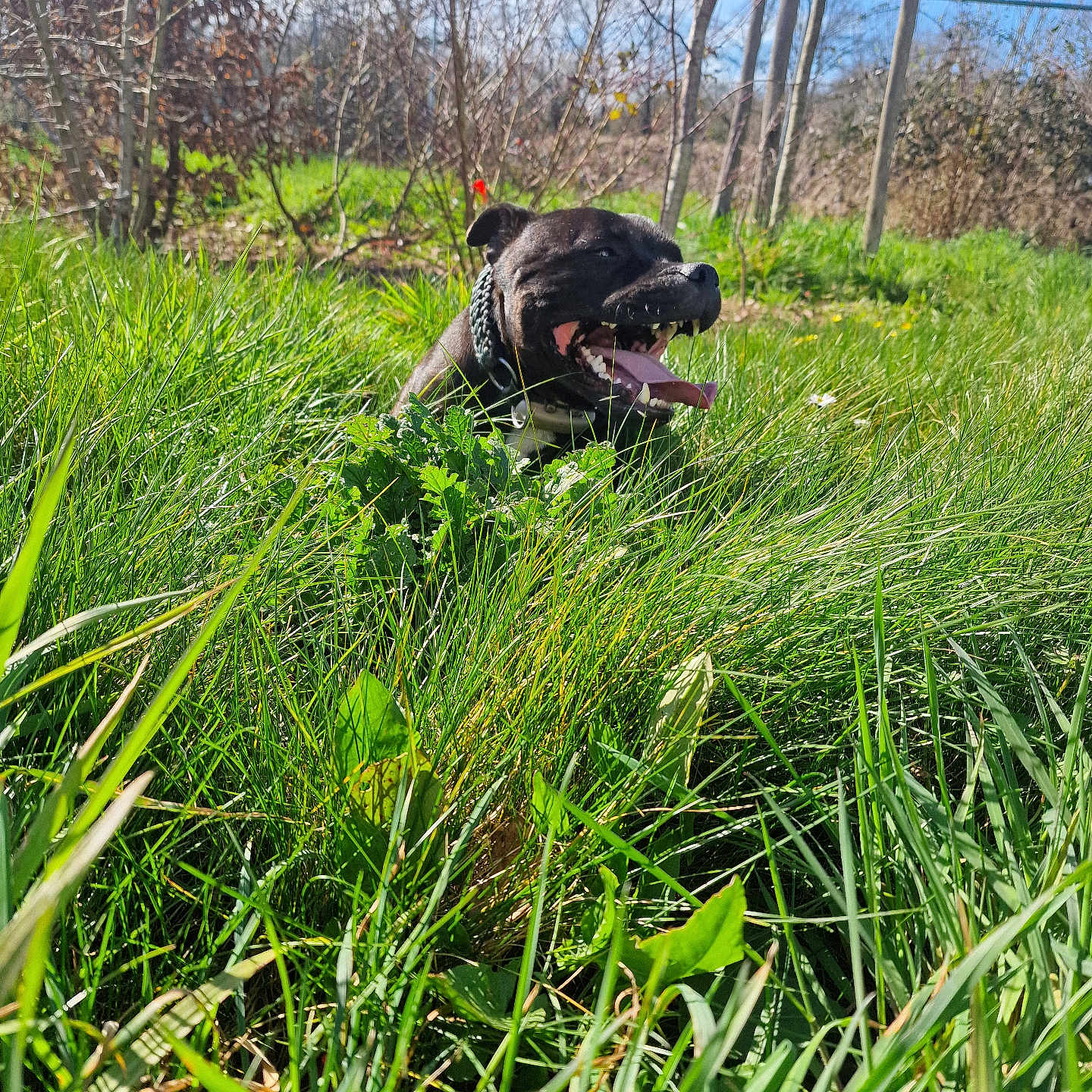 Staffy a rejoint le concours — aidez-le/la à gagner de superbes lots ! animal, canine, dog, field, grass, grassland, green, grove, herbal, herbs, land, nature, outdoors, park, pet, plant, puppy, tree, vegetation, woodland