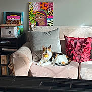 Lacy is registered to the contest to win money with this photo: cat, calico_cat, sofa, cushion, pillow, living_room, artwork, sunlight, indoor, decor, furniture, colorful, relaxed, pet, cozy, home, wall, painting, domestic_animal, resting