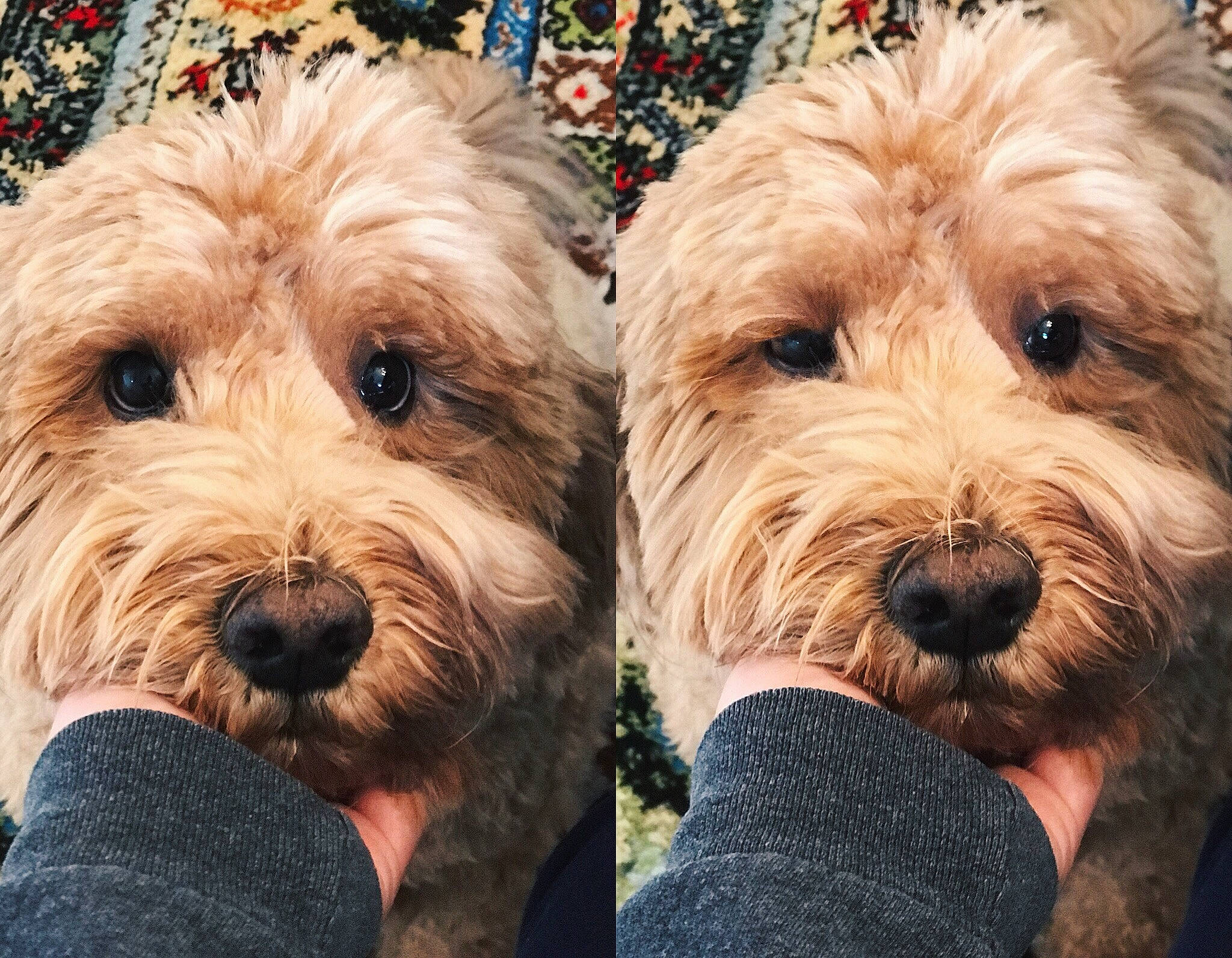 Indy is registered to the contest to win money with this photo: bosnian_coarse_haired_hound, briquet_griffon_vendeen, canidae, carnivore, cockapoo, companion_dog, dog, dog_breed, dutch_smoushond, glen_of_imaal_terrier, maltepoo, mammal, poodle_crossbreed, puppy_love, sapsali, schnoodle, small_terrier, sporting_lucas_terrier, terrier, vertebrate