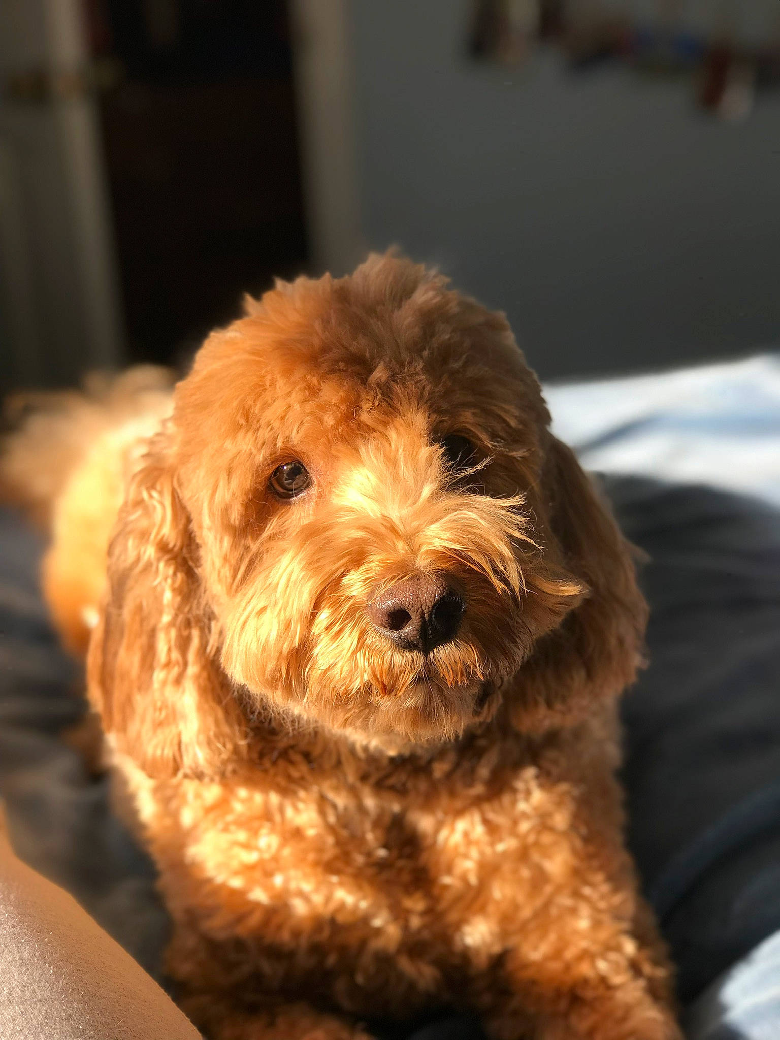 Indy is registered to the contest to win money with this photo: barbet, canidae, carnivore, cavapoo, cockapoo, companion_dog, dog, dog_breed, goldendoodle, labradoodle, maltepoo, mammal, miniature_poodle, otterhound, poodle_crossbreed, puppy, schnoodle, snout, sporting_group, vertebrate