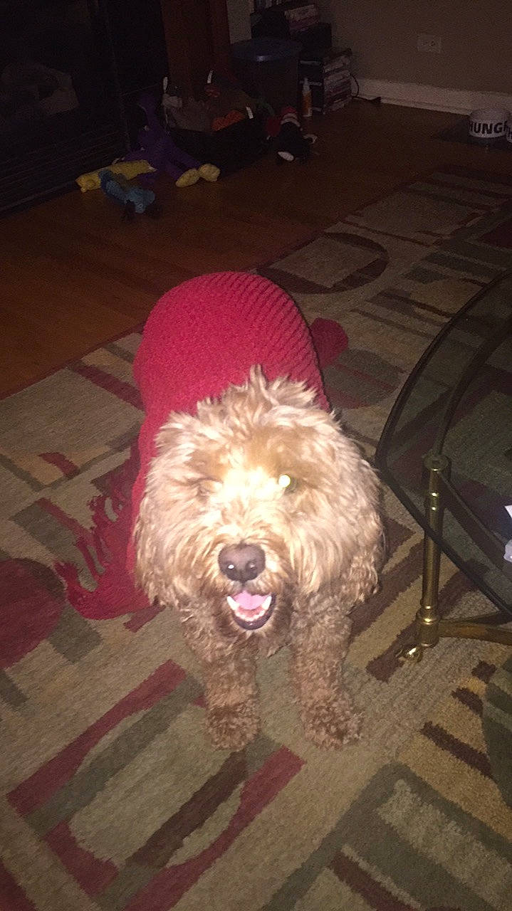 Indy joined the competition — help win amazing prizes! canidae, carnivore, cockapoo, dog, dog_breed, goldendoodle, labradoodle, lagotto_romagnolo, mammal, petit_basset_griffon_vendeen, poodle, rare_breed_dog, schnoodle, spanish_water_dog, spinone_italiano, sporting_group, terrier, toy_dog, toy_poodle, vertebrate