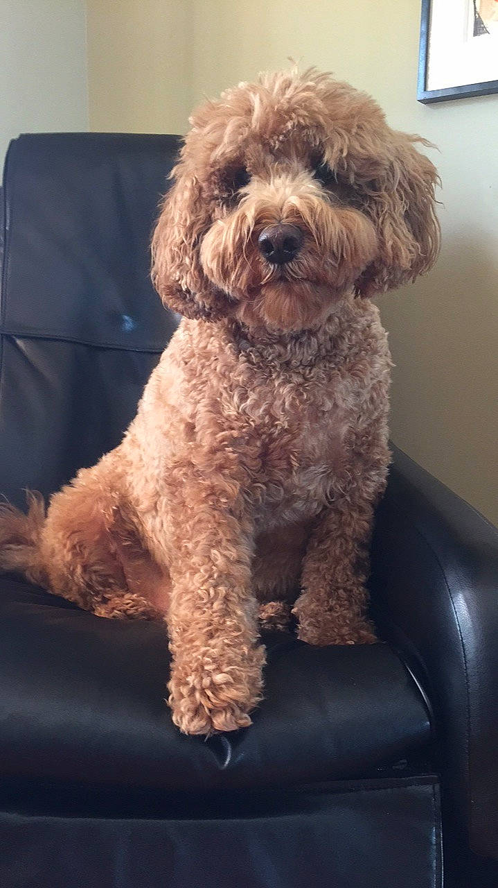 Indy joined the competition — help win amazing prizes! barbet, bolonka, canidae, carnivore, cavapoo, cockapoo, companion_dog, dog, dog_breed, goldendoodle, labradoodle, maltepoo, mammal, miniature_poodle, poodle_crossbreed, schnoodle, spanish_water_dog, sporting_group, toy_poodle, vertebrate