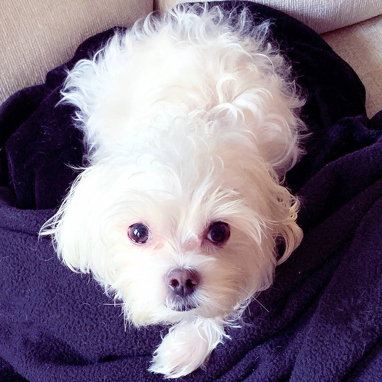 Maximus joined the competition — help win amazing prizes! bichon, bolonka, canidae, carnivore, cavachon, cavapoo, companion_dog, dog, dog_breed, head, maltepoo, maltese, mammal, morkie, nose, puppy, puppy_love, schnoodle, shih_poo, vertebrate