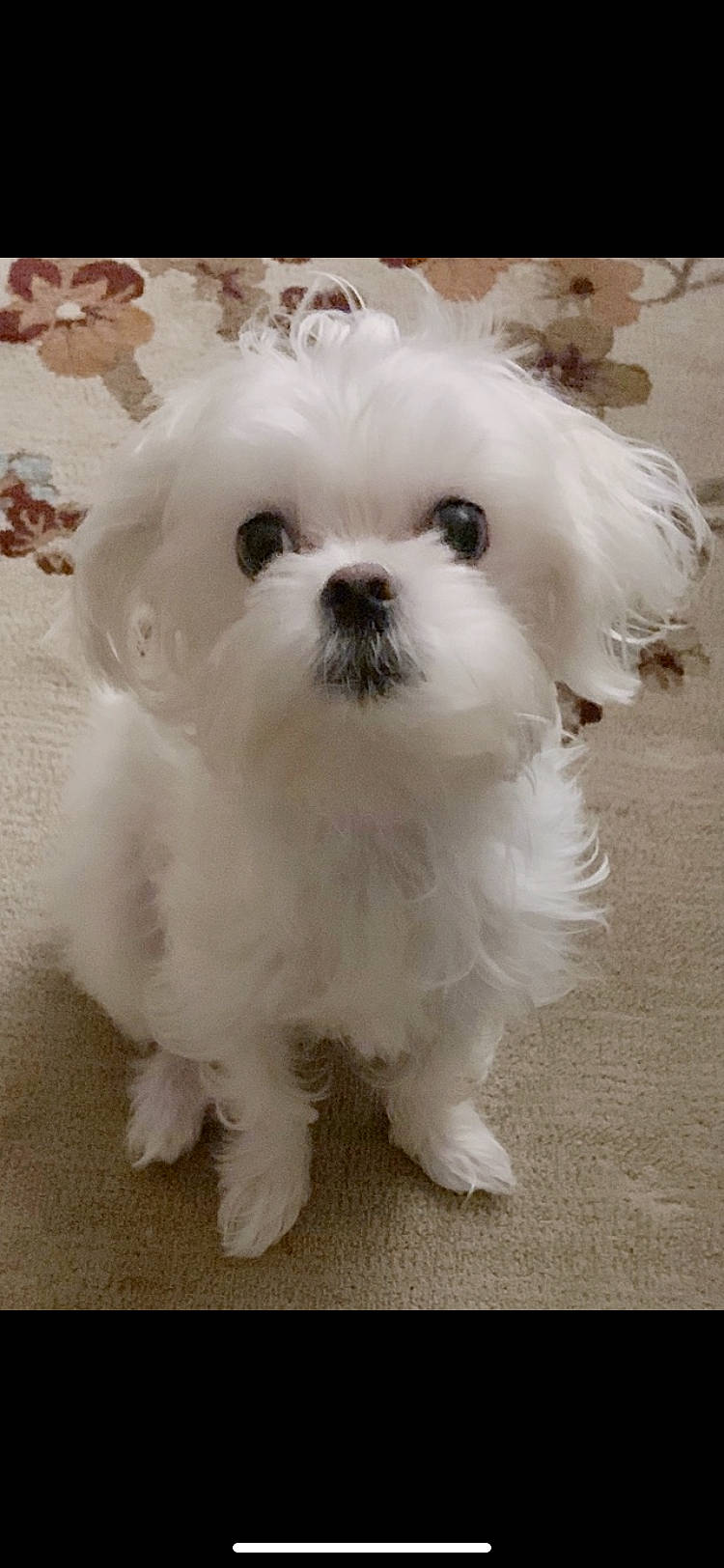 Maximus joined the competition — help win amazing prizes! bichon, bolognese, bolonka, canidae, carnivore, chinese_imperial_dog, companion_dog, dog, dog_breed, kyi_leo, lowchen, mal_shi, maltepoo, maltese, mammal, pekapoo, puppy, shih_tzu, snout, vertebrate