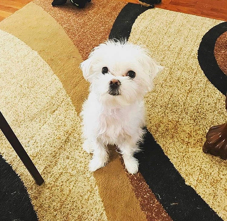 Maximus joined the competition — help win amazing prizes! bichon, bolognese, bolonka, canidae, carnivore, companion_dog, dog, dog_breed, eye, mal_shi, maltepoo, maltese, mammal, morkie, poodle_crossbreed, puppy, puppy_love, schnoodle, toy_poodle, vertebrate