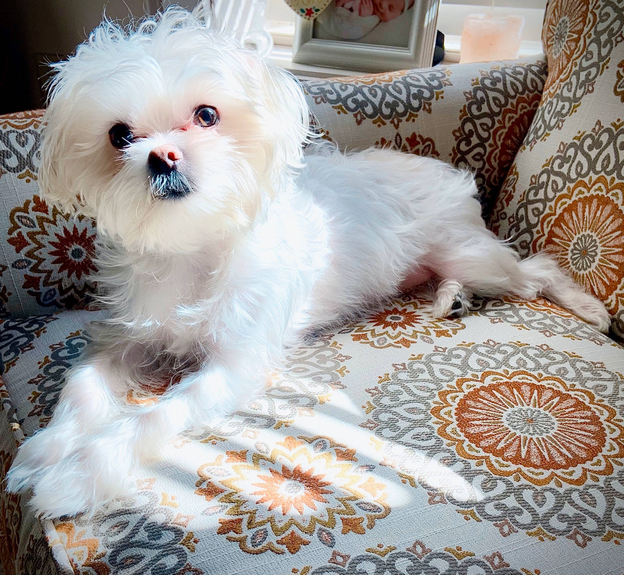 Maximus joined the competition — help win amazing prizes! bichon, bolognese, bolonka, canidae, carnivore, chinese_imperial_dog, companion_dog, dog, dog_breed, fur, lowchen, maltepoo, maltese, morkie, non_sporting_group, puppy, rare_breed_dog, shih_tzu, terrier, toy_dog