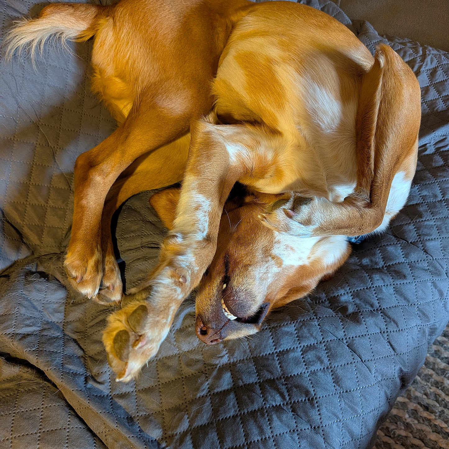 Incipit participe au concours pour gagner de l'argent avec cette photo : animal, bed, blanket, brown, canine, comfort, cozy, cute, dog, domestic, fur, indoor, paw, pet, quilted, relaxed, resting, sleeping, smile, tongue
